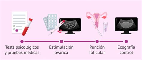 ¿qué Pasos Debe Seguir Una Mujer Para Donar óvulos