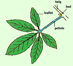 How is a pinnately compound leaf different from a palmately compound leaf?