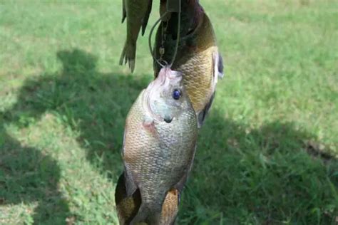 Fishing For Panfish How To Catch Em And How To Cook Em Fly Fishing