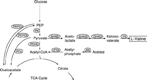 The Enzymes At The Phosphoenolpyruvate Pyruvate Oxaloacetate Node With