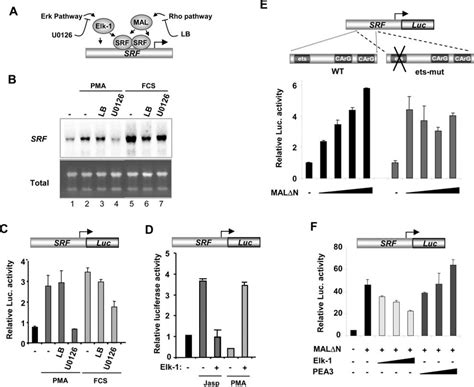 The Erk Pathway Contributes To Mitogenic Regulation Of Srf Expression