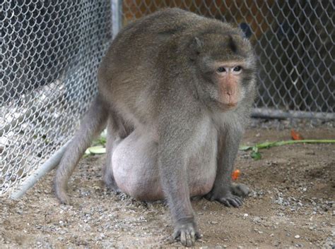 Meet 'Uncle Fat,' Thailand's chunky monkey who's going on a diet