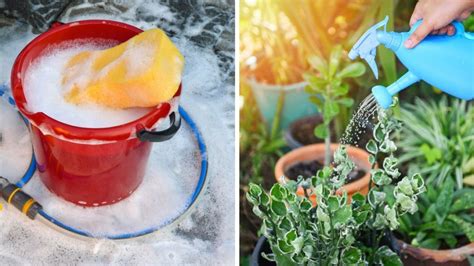 Reusar El Agua De La Lavadora Para Regar Las Plantas ¿bueno O Malo Salud180