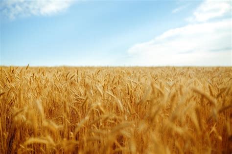 Premium Photo Backdrop Of Ripening Ears Of Yellow Wheat Field On