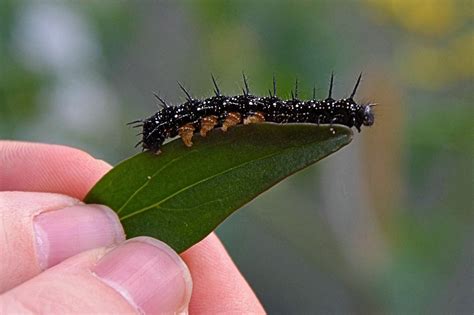 Chenille Feuille La Nature Loup Photo Gratuite Sur Pixabay Pixabay