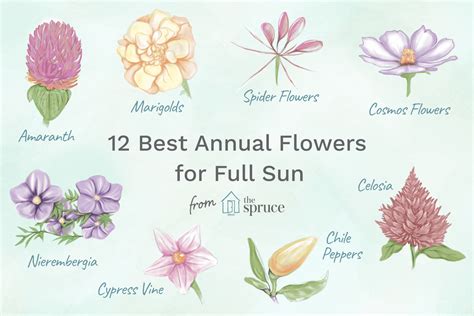 12 Best Annual Flowers for Full Sun