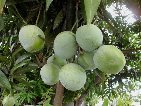 Mengenal Jenis Jenis Mangga Di Indonesia Mana Yang Paling Kamu Suka