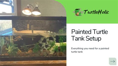Painted Turtle Tank Setup: Everything you need for a painted turtle ...