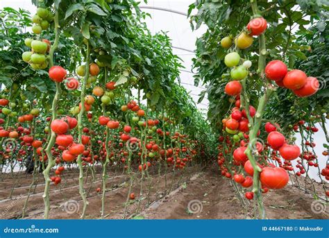 Tomaten In Einem Gew Chshaus Stockfoto Bild Von Leuchte Bearbeitung