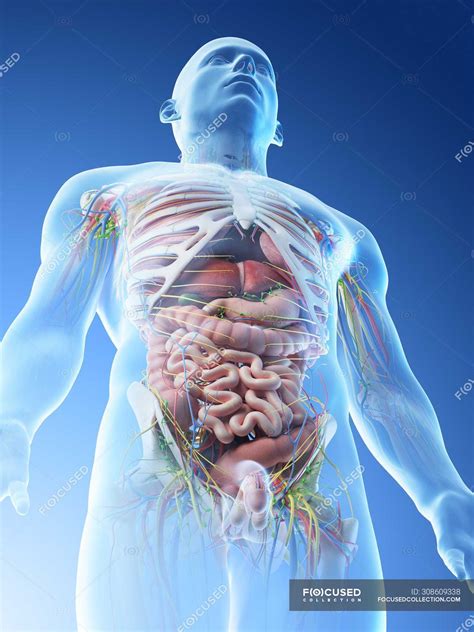 Male upper body anatomy and internal organs in low angle view, computer ...