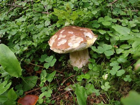 Funghi In Alto Adige Natura Mediterraneo Forum Naturalistico