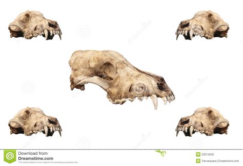 set   skull stock photo image  skeleton ancient