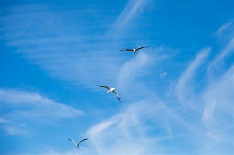 Premium Photo Seagulls Fly In The Sky With Their Wings Spread