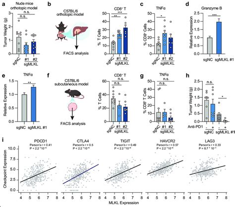 MLKL Deficiency Activates Anti Tumor Immunity In HCC Tumors A Endpoint