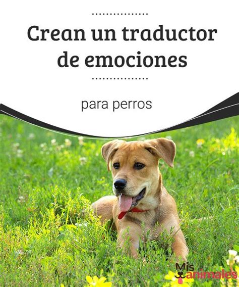 Crean Un Traductor De Emociones Para Perros Te Contamos Detalles De Un