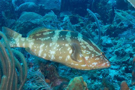 Nassau Grouper Caribbean Coral Reef Food Web Inaturalist