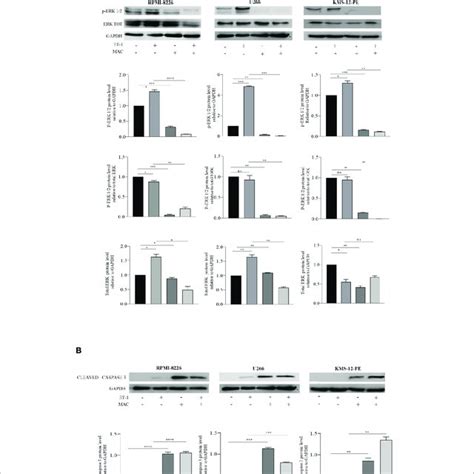 Macitentan Modulates Basal And Et Induced P Erk Phosphorylation