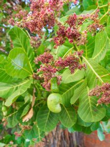 Where Do Cashews Grow Cashew Growing Guide