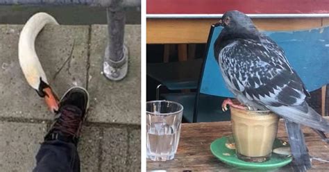 15 lustige Vogelbilder von dreisten und verrückten Vögeln - Einfach schön