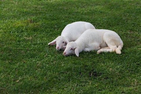 Sheep Sleeping on Green Grass Stock Photo - Image of meadow, nature ...