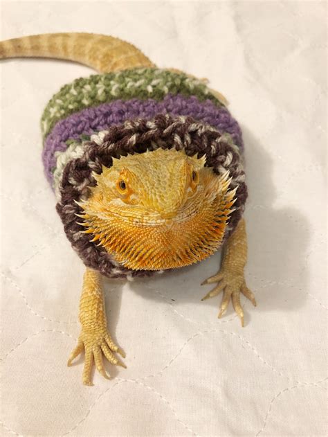 Crocheted Adult Bearded Dragon Sweater Bearded Dragon Etsy