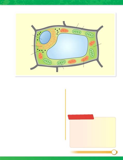 Plant Cell Structure Diagram Quizlet