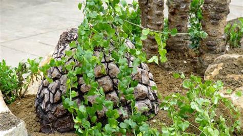 Dioscorea Elephantipes Lhér Engl Plants Of The World Online