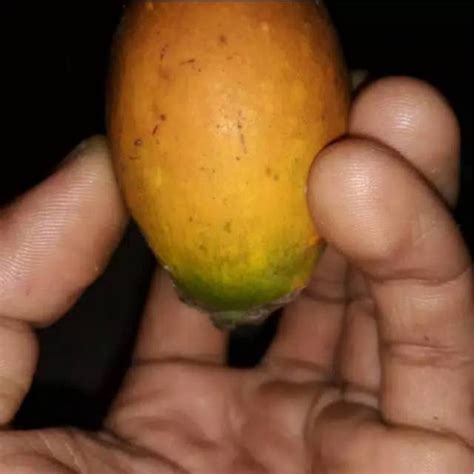 Jual Buah Pinang Tua Utuh Kuning Shopee Indonesia