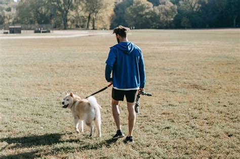 ¿cuál Es La Mejor Hora Para Pasear A Mi Perro Pampermut Blog