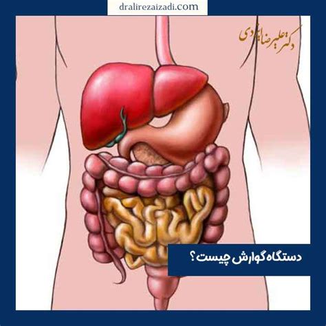 دستگاه گوارش چیست و چه عملکردی دارد؟ وظایف دستگاه گوارش انسان عکس آناتومی