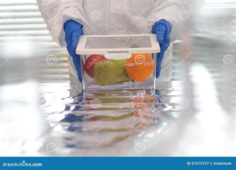 Cientista Frutas E Legumes Ascendente Próximo Imagem de Stock