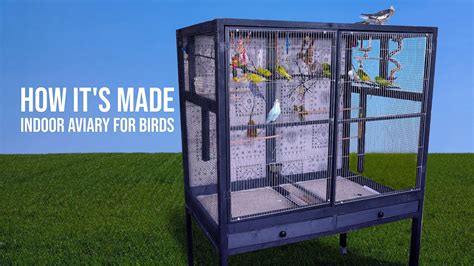 Building An Indoor Aviary For My Budgies And Why You Should Too Youtube