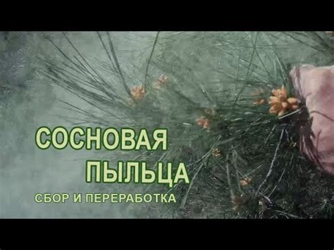 Сосновая пыльца это просто - YouTube