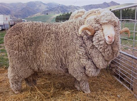 Booroola Merino Sheep | Sheep Breeds