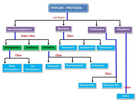 PPT PROTOZOA GENERAL CHARACTERS CLASSIFICATION PowerPoint