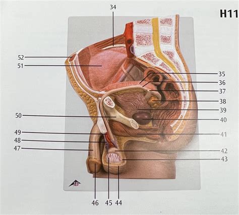 Male Repro 1 Diagram Quizlet