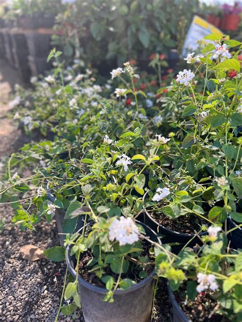 1 White Trailing Lantana Plant One Gallon Size – Healthy Harvesters