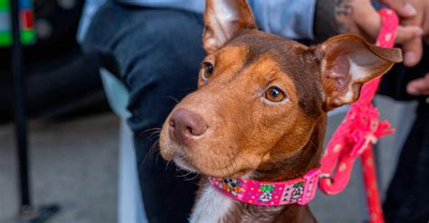 C Mo Acceder A Las Jornadas De Esterilizaci N Para Mascotas En Medell N