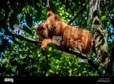 Jungle animals in their habitat hi-res stock photography and images - Alamy