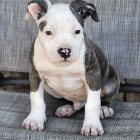 Premier American XL Bully Puppies for Sale | BamaBlueBullies