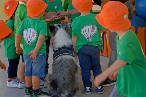 Programas De Apoio Assistidos Animais DTC