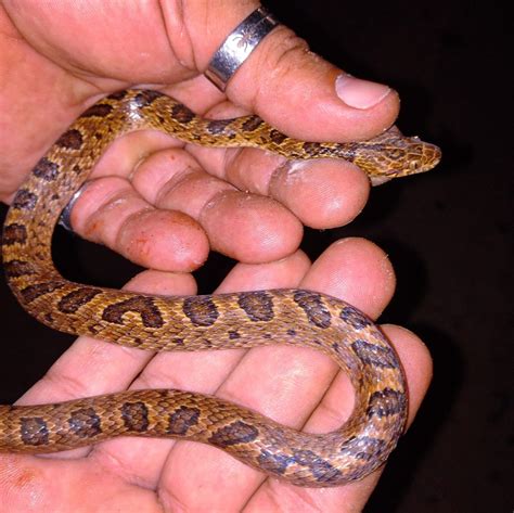 Ornate Cat Eyed Snake From Provincia De Puntarenas Cd Cort S Barrio