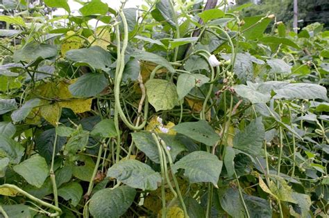 Cowpea Diseases And Pests Description Uses Propagation