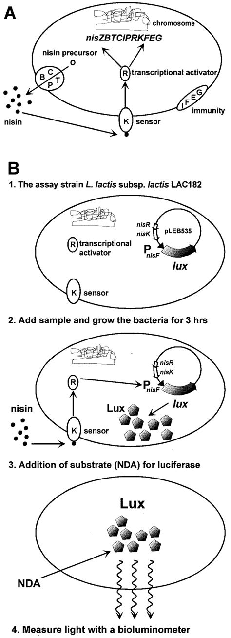 A Schematic Presentation Of The Autoregulation Of Nisin Biosynthesis