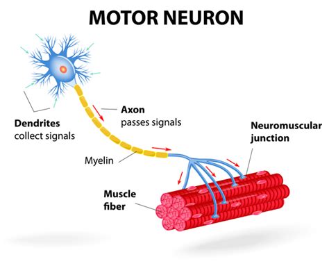 Spinal And Bulbar Muscular Atrophy Medlineplus Genetics