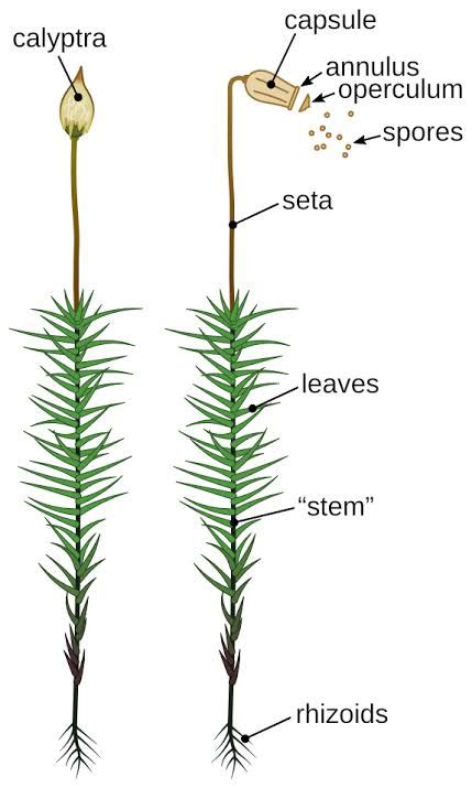 Bryophytes: Classification, Characteristics, Economic importance, Examples