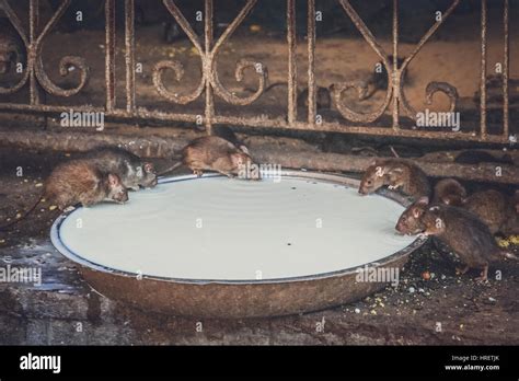 Holy Rats Drinking Milk In The Karni Mata Temple Deshnok Near Bikaner