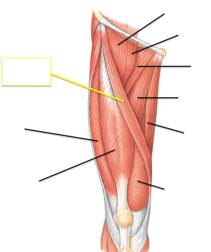 Anatomy And Physiology Lab Practical 3 Flashcards Quizlet