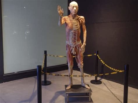 Llega A Boca Del R O Exposici N De Cuerpos Humanos Reales