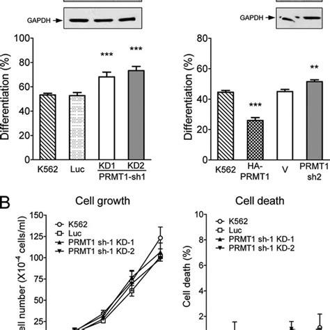 Effect Of Prmt2 And Prmt5 On Megakaryocytic Differentiation K562 Cells Download Scientific